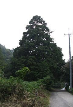 出釈迦寺　登山道のヒノキ写真