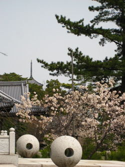 涅槃桜と五重塔写真