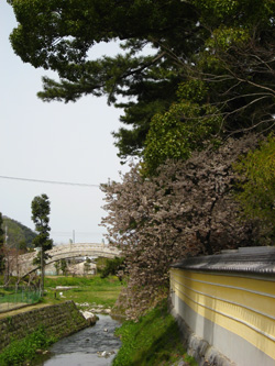涅槃桜と済生橋写真