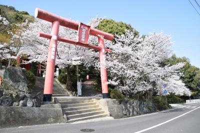 香色山の桜