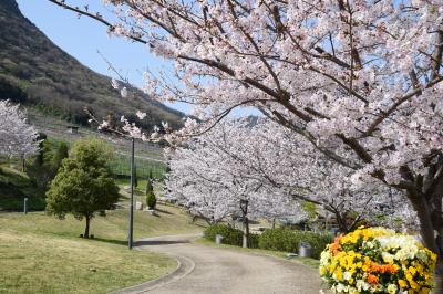 市民集いの丘公園の桜