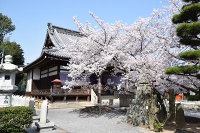 曼荼羅寺の桜