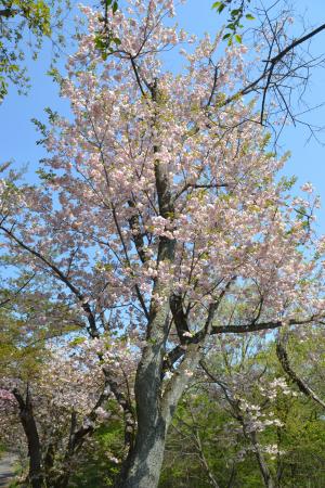 白の牡丹桜全体