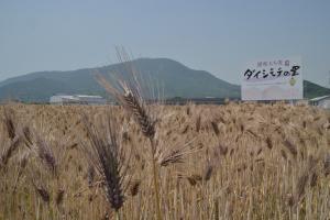 ダイシモチ麦収穫前の状況写真