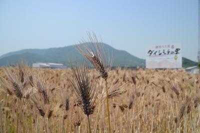 ダイシモチ麦収穫