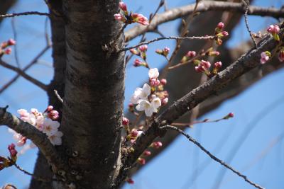 市役所横桜の写真１