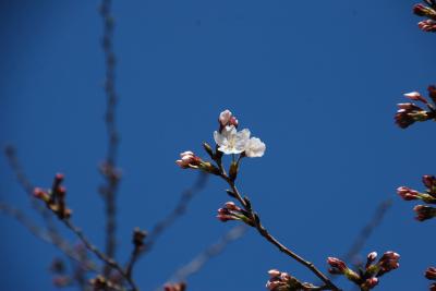 ゆうゆうロード桜写真２