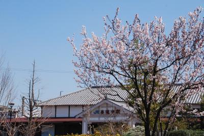 駅前桜写真３