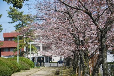 桜写真４