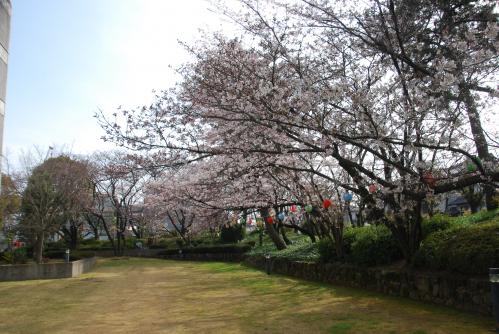 総合会館南側桜写真1