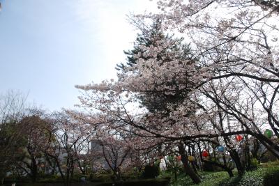 総合会館南側桜写真3