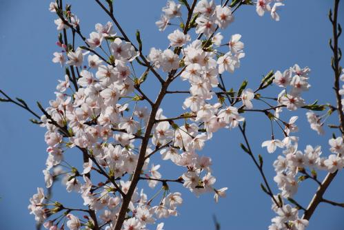 御野立公園桜写真1