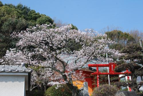 稲荷神社桜写真1
