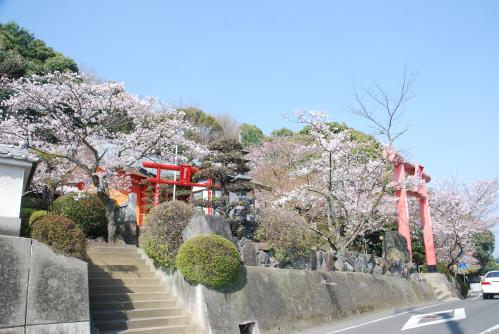 稲荷神社桜写真2