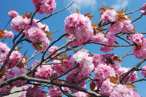牡丹桜写真２