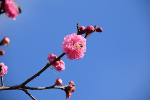 梅の花の写真１
