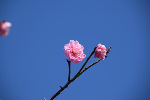 梅の花の写真１