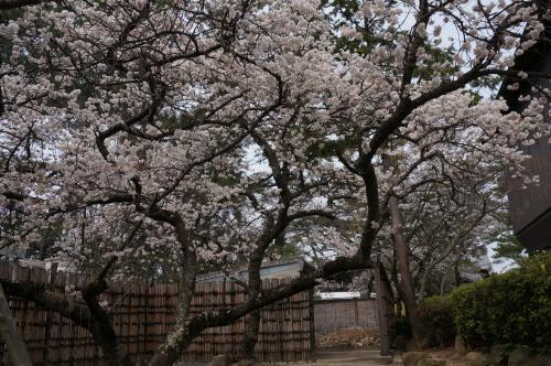 涅槃桜写真６