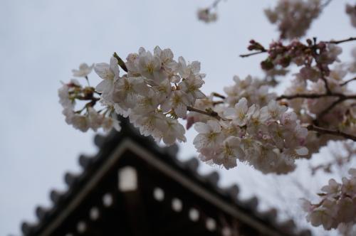 涅槃桜写真８