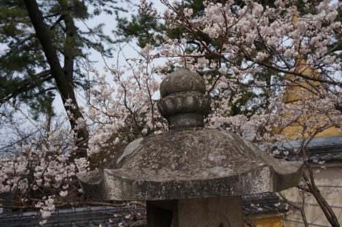 涅槃桜写真１０