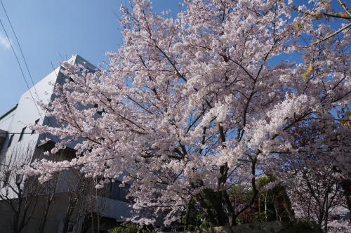 商工会議所横の桜写真