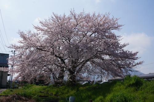 駅裏の桜の大木写真
