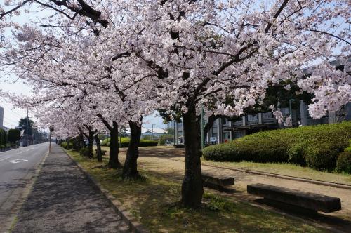 桜並木写真１