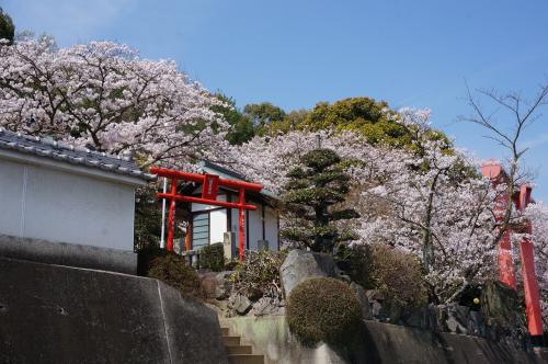 稲荷神社の桜の写真
