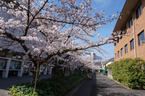 四国学院内桜並木写真