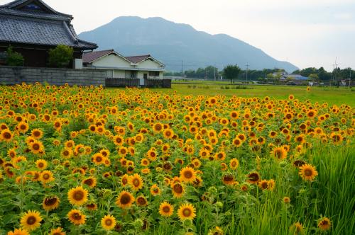 ひまわり写真3