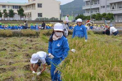 幼稚園児が見守る中稲刈り