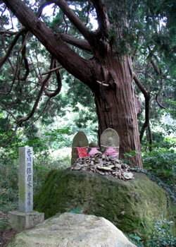 出釈迦寺　登山道のヒノキ根本写真