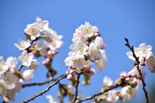 涅槃桜