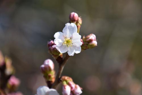 涅槃桜