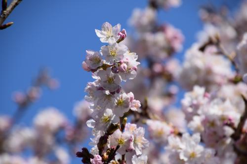 涅槃桜