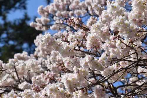 涅槃桜