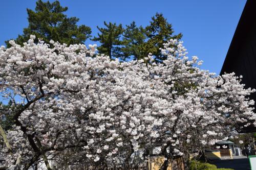 涅槃桜