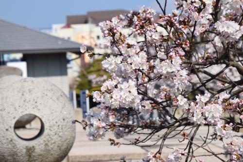 涅槃桜