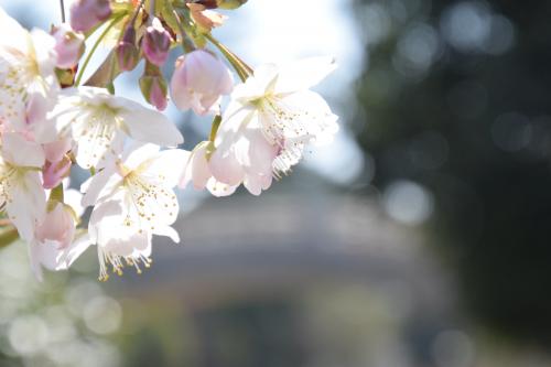 桜