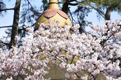 涅槃桜