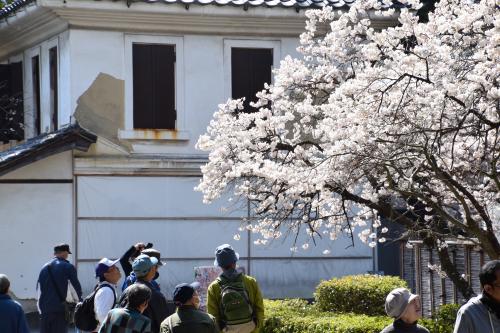 涅槃桜