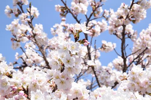 涅槃桜