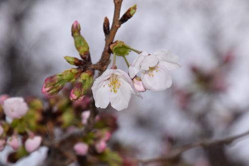 桜