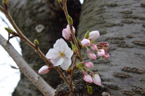 桜