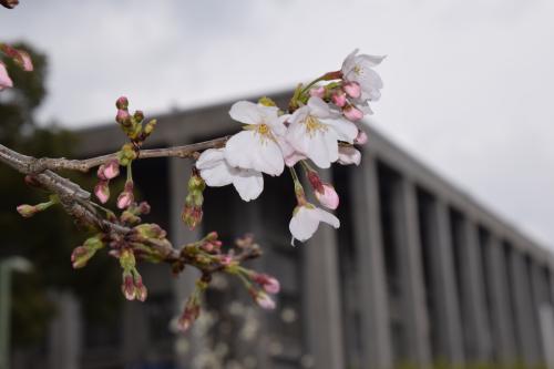 桜