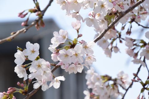 桜