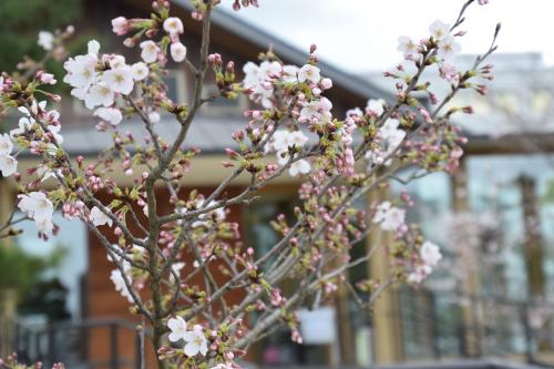 桜　偕行社