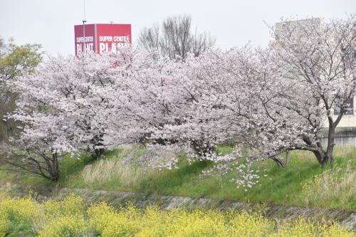 竜川公民館付近