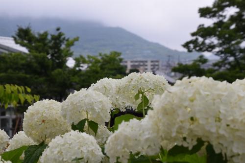 紫陽花