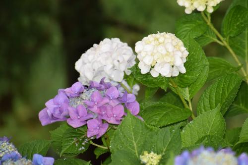 紫陽花